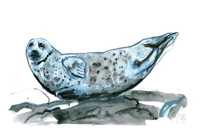 Rocky (Seal) by Mark Adlington