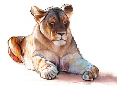 Yogi Lioness, 2019 by Mark Adlington