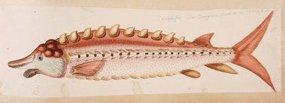 A Fish by Mark Catesby