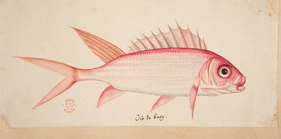 A fish by Mark Catesby
