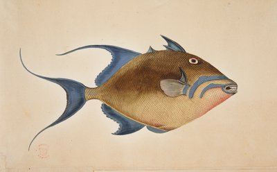 A fish by Mark Catesby