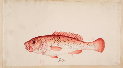 A fish. by Mark Catesby