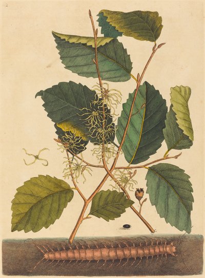 Centipede (Scolopendra morsitans) by Mark Catesby