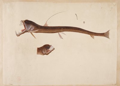 Chauliodus sloanei, A creature resembling an eel by Mark Catesby