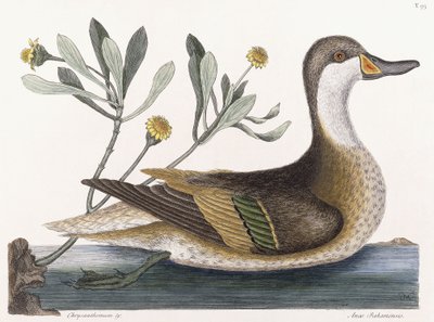 Chrysanthemum &c by Mark Catesby