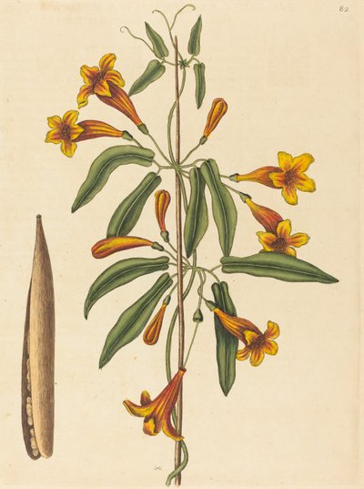 Cross-vine (Bignonia capreolata) by Mark Catesby