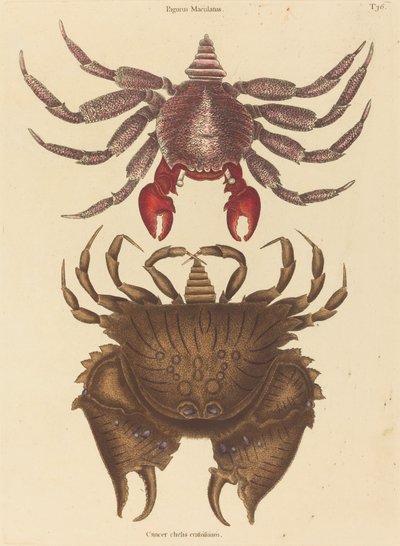 Red Mottled Rock-crab by Mark Catesby