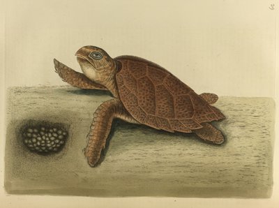 Testudo Caretta. The Hawks-Bill Turtle by Mark Catesby