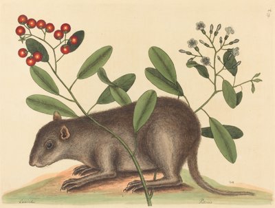 The Bahama Coney Mus Monax by Mark Catesby