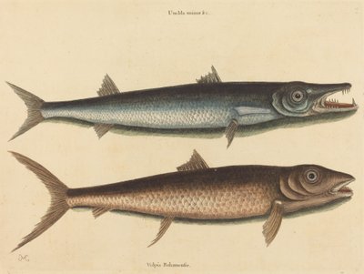 The Barracuda Esox barracuda by Mark Catesby