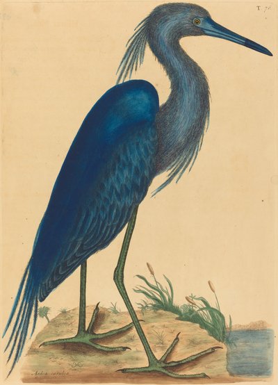 The Blue Heron by Mark Catesby