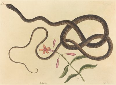 The Coach-whip Snake Coluber flagellum by Mark Catesby