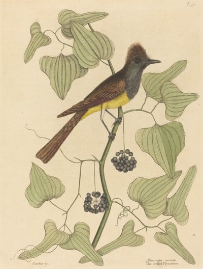 The Crested Flycatcher Muscicapa cristata, Published 1754 by Mark Catesby