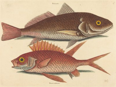 The Croker Perca undulata by Mark Catesby
