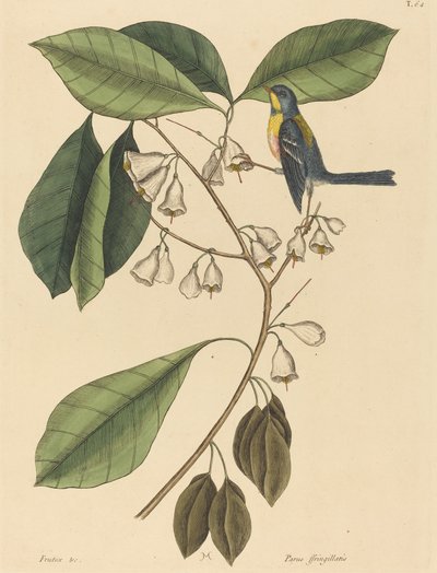 The Finch Creeper (Parus americanus) by Mark Catesby