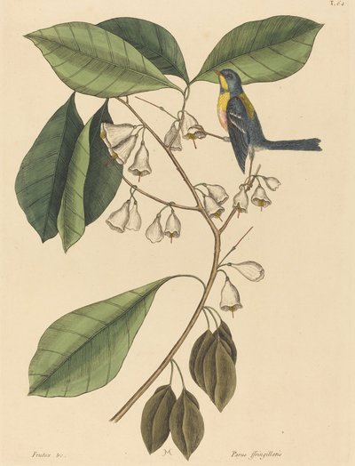The Finch Creeper Parus americanus, published 1731-1743 by Mark Catesby