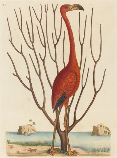 The Flamingo by Mark Catesby