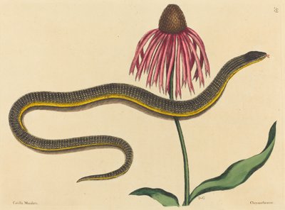 The Glass Snake Anguis ventralis by Mark Catesby