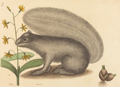 The Grey Fox Squirrel by Mark Catesby