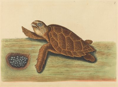 The Hawks-bill Turtle Testudo caretta by Mark Catesby
