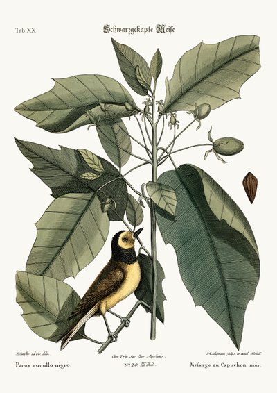 The Hooded Titmouse by Mark Catesby