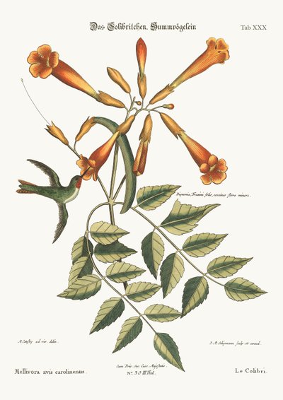 The Hummingbird, 1749-73 by Mark Catesby
