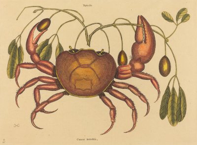 The Land-Crab, Published 1731-1743 by Mark Catesby