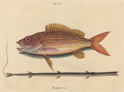 The Lane-snapper Sparus synagris by Mark Catesby