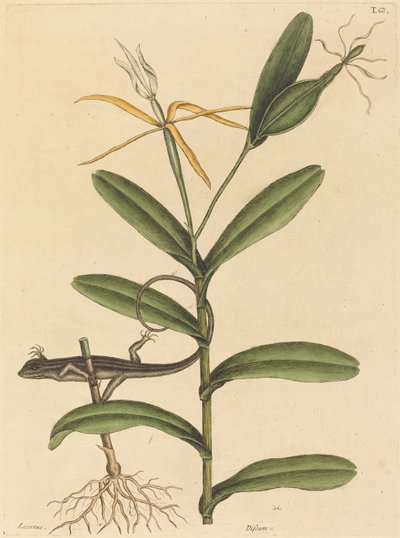 The Lyon Lizard (Lacerta 6-lineata) by Mark Catesby