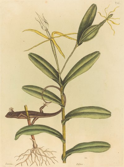 The Lyon Lizard by Mark Catesby