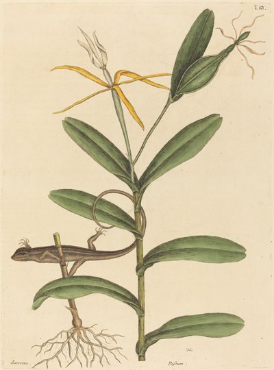The Lyon Lizard by Mark Catesby