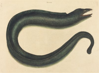 The Muray (Muraena helena) by Mark Catesby