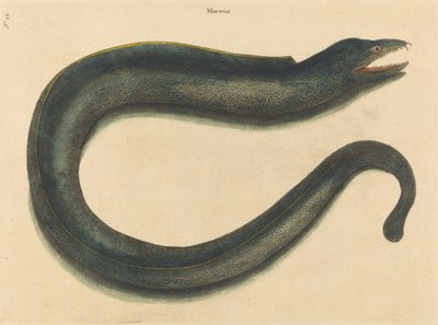 The Moray (Muraena helena) by Mark Catesby