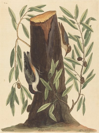 The Nuthatch (Sitta Europaea) by Mark Catesby
