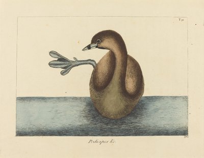 The Pied-billed Dobchick (Colymbus podiceps) by Mark Catesby