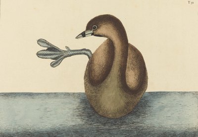 The Pied-billed Dobchick by Mark Catesby