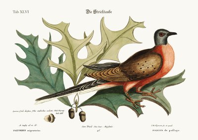 The Pigeon of Passage by Mark Catesby