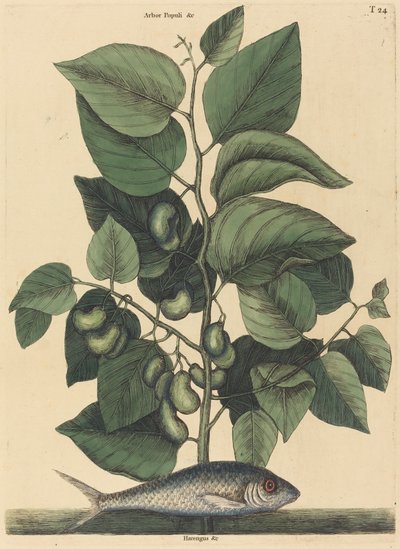 The Pilchard Argentina carolina, published 1731-1743 by Mark Catesby