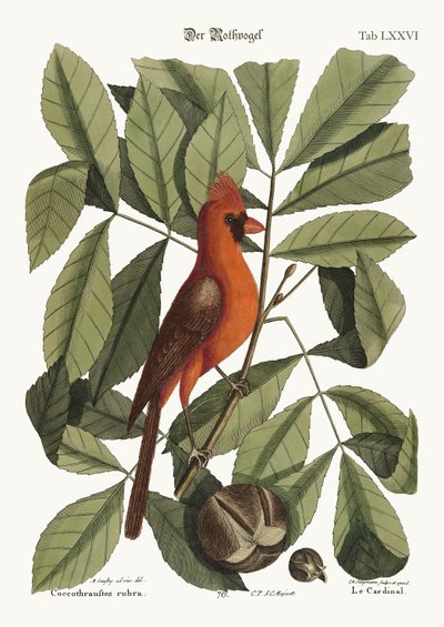 The Red Bird by Mark Catesby