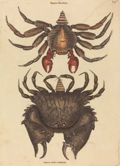 The Red Mottled Rock-crab by Mark Catesby