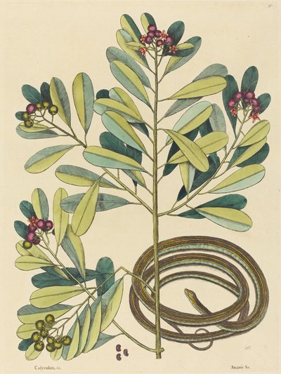 The Ribbon Snake by Mark Catesby