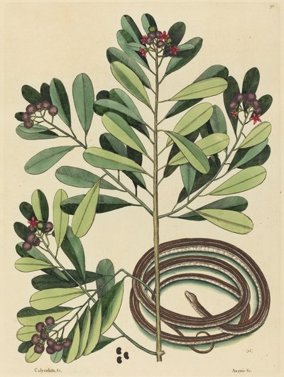 The Ribbon Snake by Mark Catesby