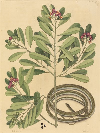 The Ribbon Snake (Coluber saurita) by Mark Catesby