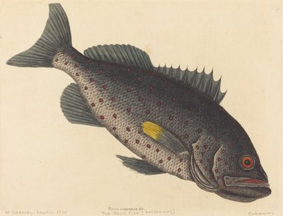 The Rock Fish by Mark Catesby