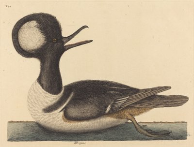 The Round Crested Duck by Mark Catesby