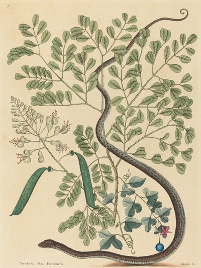 The Spotted Ribbon Snake by Mark Catesby