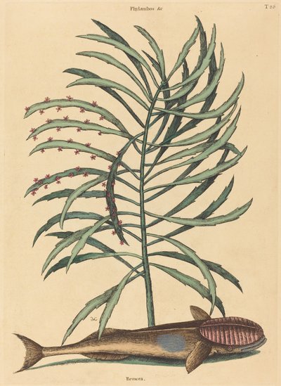 The Sucking Fish (Echeneis Naucratis) by Mark Catesby