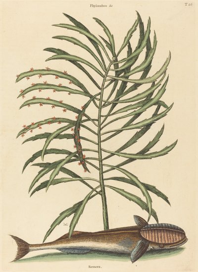 The Sucking Fish Echeneis naucratis, published 1731-1743 by Mark Catesby
