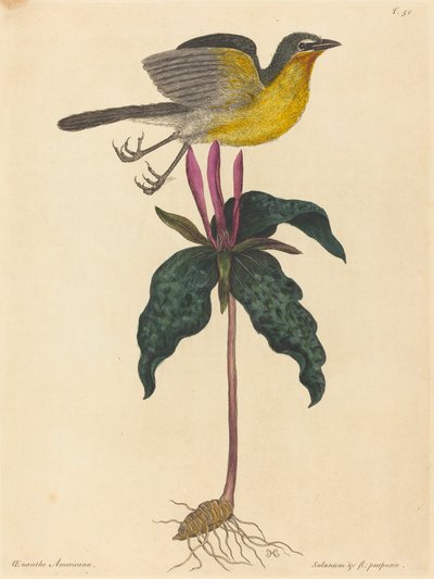The Yellow-breasted Chat by Mark Catesby