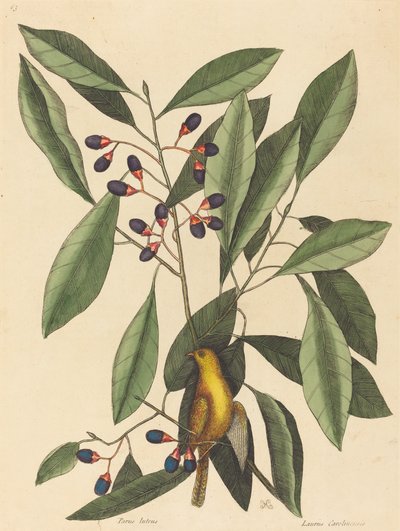 The Yellow Titmouse by Mark Catesby